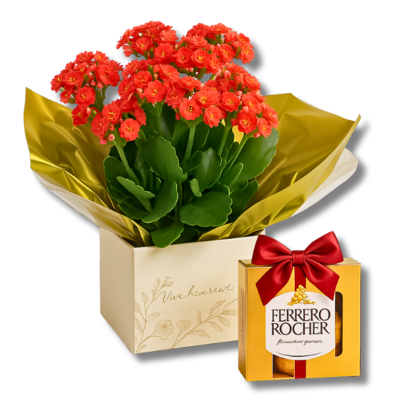 Flor da Fortuna e Ferrero Rocher